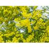 Generico 15 semi di Acacia cepillo (Acacia Fimbriata)