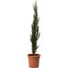 KENTIS - Cupressus Sempervirens Totem - Cipresso Pianta da Esterni Sempreverde - Pianta da Giardino Vera - H 80/100 cm Vaso Ø 18 cm