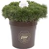 Vannucci Piante - Pinus mugo 'Mughus', Pino nano, Pianta vera in vaso, Pianta da terrazzo (cod. 22)