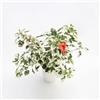 le Georgiche Vivai le Georgiche - Pianta vera di Hibiscus rosa-sinensis Variegata Ibisco a foglie variegate, Ibisco variegato - vaso Ø 12 cm - altezza alla vendita 15-20 cm