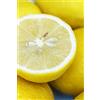 eGarden.store Albero di Limone Femminello Siracusano 2KR pianta di Limone varietà Femminello Siracusano 2KR continua fruttificazione età 2 anni pianta vera venduta da eGarden.store