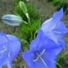 Generic Semi Freschi - Campanula - Persicifolia Telham Beauty - 50 Semi:Semi