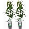 Generico Clematis Armandii Bianca, Pianta Rampicante con Fiori Bianchi 2 piante
