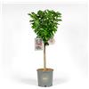 Vannucci Piante - Ciliegio Nano in vaso, Pianta da terrazzo, Prunus avium, Albero da frutto nano