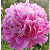 Sconosciuto Mmle Leony Calot Peonia 3 Radici