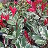 AMDGarden Pianta di Photinia Variegata Louise Meclarlou Cespuglio Sempreverde h 70 cm Vaso 18 cm per Esterni Coltivata in Sicilia Fiore Bianco Foglie Rosa Crema