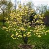 AMDGarden Magnolia x Brookynensis Yellow Bird Albero Fiore Giallo per Esterni h 100cm in Vaso 18cm