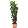 KENTIS - Set di Laurus Nobilis - Pianta di Alloro - Piante da Esterno Vere Sempreverdi - H 60-80 cm Vaso Ø 18 cm