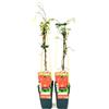 POWERS TO FLOWERS CLEMATIS ROSSA, ROUGE CARDINAL, ALTEZZA 50CM, 2 PIANTE, piante vere