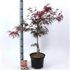 Vivaio di Castelletto Acero rosso giapponese Acero palmatum dissectum Garnet pianta in vaso ø26 cm Vivaio di Castelletto