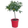 Generico Pianta di Kumquat CON FRUTTO - vaso Ø 20 Rosso - immagine reale