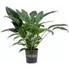 VANDAS Spathiphyllum Martina - Pianta della Pace con Fiori Bianchi | Ideale per Interni in Penombra | Purifica l'Aria | Made in Italy