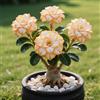 OPVDJD Rosa del deserto in Vasca:Colore Vivido/Decorazione per Casa e Giardino/per Interni e Esterno-F-3 Rhizome
