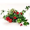 POWERS TO FLOWERS - MANDEVILLA DIPLADENIA ROSSO A FIORE DOPPIO, VASO 14 CM DIAMETRO, 2 PIANTE, pianta vera
