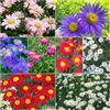 Generic tanacetum cinerariifolium balcone interno del giardino di pascolo di prato perenne 500pcs semi
