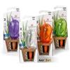 Scheurich Bördy L - Set di 4 dosatori di acqua per irrigazione, per vasi, altezza 20 cm, contenuto 220 ml