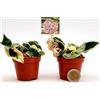 POWERS TO FLOWERS - HOYA CONTORTA VARIEGATA 2 PIANTE, vaso 5,5cm, ideale per terrarium, Pianta vera