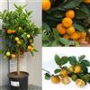 SAVINI VIVAI L'ARTE DI FARE NATURA SAVINI VIVAI Pianta di Calamondino Albero di Agrumi Calamondino in Vaso da 20 cm Altezza 70 cm 2-3 Anni di innesto Made Italy