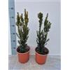 Generico 2 Piante Vere di Taxus x media 'Hillii' - Vaso 17 cm - Tasso Ornamentale Adatto per Vasi Bonsai e Siepi - Vivai Giulian Giovani Piante