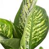 VIVAIO GARDEN FOREST Dieffenbachia Tropica Pianta da Interno H100 cm | Vaso 18 cm, Pianta Tropicale Ornamentale, Foglie Variegate, Per Casa e Ufficio
