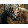 Dnnufagg Puzzle 1000 Pieces Cavallo Bambina Bambino 10 8 9 6 5 7 Anni Regalo Maschio Adulti Legno Animale Puzzle Arte Giochi Gioco di QI Ragazzo Grandi Dimensioni 75x50cm,1000pcs Regalo Toy, Scatola P-437