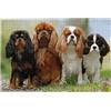931 Puzzle 1000 Pezzi, Cavalier King Charles Spaniel Jigsaw Puzzle Per Adulti Decorazioni Divertente Gioco Intellettuale Educativo Puzzle Adulti Per Meditazione