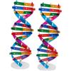 KONTONTY Kit Didattico Scientifico Educativo Per Insegnamento Biologia Scuole Medie - Gioco Da Assemblare Geni Umani Con Doppia Spirale Di Dna in Plastica 2 Pezzi Per Ragazzo Ragazza