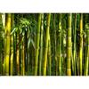 murando PREMIUM Carta da parati Bamboo 200x140 cm Fotomurali in TNT Murale alla moda Decorazione da Muro XXL Poster Gigante Design Carta per pareti Albero Alberi Natura Foresta verde Asia b-B-0072-a-b