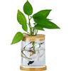 MMIAOO Vaso decorativo in vetro, vaso idroponico in vetro, vaso in vetro minimalista, creativo moderno vaso di fiori per piantagione idroponica, decorazione di nozze