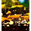 Generisch Gamberetti glück - Gamberetti in diversi colori e motivi - 5 pezzi (Orange Sakura - Neocaridina - arancione)