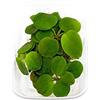 AquaPlants 10 x Limnobium laevigatum folating Plants Against Algae - Piante Vive per Acquario
