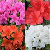 GardenersDream Collezione di Piante di Azalea - Arbusti da Giardino Fioriti in Primavera - Confezione da 4, Vaso da 9 cm
