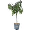 vannucci piante Pesco nano in vaso, Vannucci Piante, Pianta da terrazzo, Prunus persica, Albero da frutto nano, Pianta da esterno