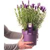 GardenersDream Pianta di Lavanda Francese Piccoli Arbusti Sempreverdi Lavandula Stoechas in vaso da 3L