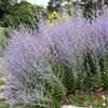 Generic semi di salvia russa, semi di selvatici resistenti esotico come bomboniera raro per giardinieri vecchie varietà balcone 30pcs