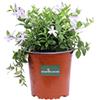 eGarden.store Pianta di Pervinca Maggiore Pianta di Vinca Major pianta tappezzante pianta da esterno pianta ricadente pianta ornamentale di Vinca Major venduta da eGarden.store