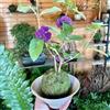 Generic Semi di bacca di bellezza, Callicarpa bodinieri decorazioni giardino per esterni giardino interno rialzata d'appartamento esotiche balcone 250pcs