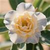 Vnuhgzs Tuberi di rosa del deserto/Rosa del deserto rara/Perenne/Resistente al freddo/Adatta per piantagioni all'aperto/Decorazione da giardino/Facile da curare-2 Rizoma-G