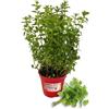 P. Piantine da Orto | Menta Spicata, Pianta in Vaso Diametro 14 cm, Pianta Pronta per il Trapianto, Pianta Vera da Esterno, Piantina Aromatica per Balcone o Terrazzo, Vivaio Italiano