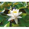 Giardini d'Acqua Pianta di Ninfea Bianca con vaso, da inserire in laghetti o stagni Fioritura da maggio ad ottobre