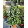 le Georgiche Feijoa sellowiana (Acca sellowiana - Guayabo del Brasile) [Vaso Ø18cm]