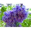 Generico Albero di Jacaranda, Pianta vera, Fiore Viola, Jacaranda Mimosifolia. Astoni, alberatura. H120cm