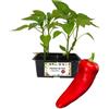 P. Piantine da Orto | Peperone Corno Rosso, Kit da 4 piantine, Pianta Pronta per il Trapianto, Pianta Vera da Orto, da Balcone, e da Esterno, Vivaio Italiano