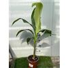 Vivaio Garden Forest MUSA Basjoo Sakhalin (M. japonica) Banano giapponese, Pianta reale, Albero da banane, Pianta da frutto, Banano vero, Banano rustico, Fiori bianchi, Banane non commestibili