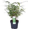 Bloomique - Fargesia rufa - Bambù - Non invadente - Resistente al freddo - Sempreverde - Pianta da giardino - Alta 20-30 cm - Vaso da 10 cm