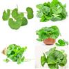 Generic 500 pz Semi biologici di centella asiatica regali decorativi verdi per giardinieri amatoriali semi di erbe piante esotiche resistenti piante decorative piante in vaso mini piante