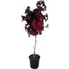 Generic AMDGarden Pianta Albero di Liquidambar Styraciflua Gumball h60cm Vaso 18cm Sempreverde per Esterni Foglie Verde Brillante e Rosse