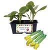 P. Piantine da Orto | Zucchino Striato, Kit 4 Piantine, Pianta Pronta per il Trapianto, Pianta Vera da Orto, da Balcone e da Esterno, Vivaio Italiano