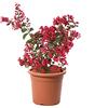 KENTIS - Lagerstroemia Indica Rossa - Piante da Esterno Vere Fiorite - Pianta da Giardino in Fiore - H 60-80 cm Vaso Ø 24 cm