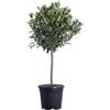 eGarden.store - Pianta vera di Alloro Laurus Nobilis Alberello - Altezza pianta: 110 cm Dimensione vaso: 30 cm -Pianta ornamentale fioritura primaverile bacche nere da esterno